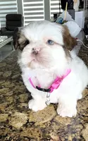Yoly, a female Shih Tzu for sale in Cape Coral, FL – 2 of 8