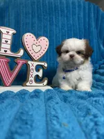 Nicky , a male Shih Tzu for sale in Cape Coral, FL – Photo 4 of 8
