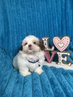 Nicky , a male Shih Tzu for sale in Cape Coral, FL – Photo 7 of 8