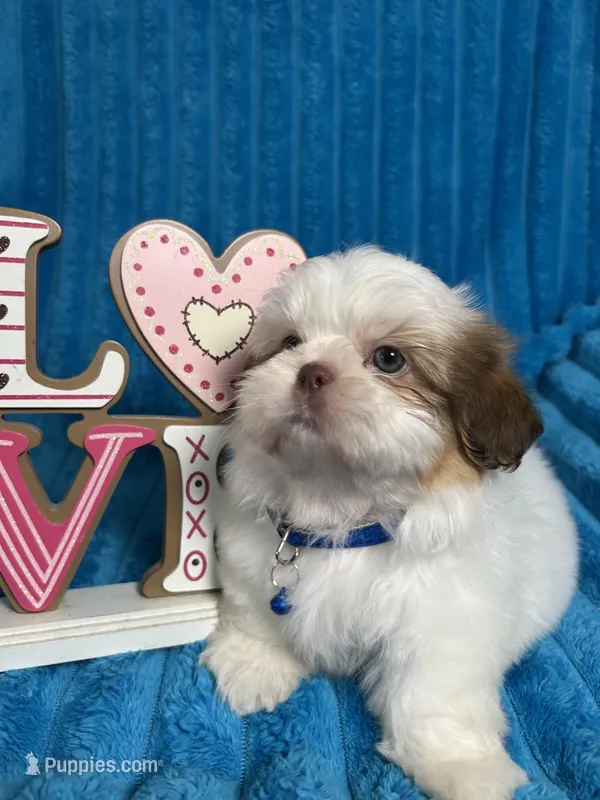Nicky  – Shih Tzu puppy for sale in Cape Coral, FL