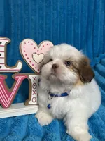 Nicky , a male Shih Tzu for sale in Cape Coral, FL – Photo 1 of 8