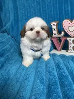 Nicky , a male Shih Tzu for sale in Cape Coral, FL – Photo 6 of 8