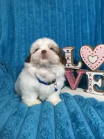 Nicky , a male Shih Tzu for sale in Cape Coral, FL – Photo 5 of 8