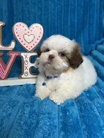 Nicky , a male Shih Tzu for sale in Cape Coral, FL – Photo 3 of 8