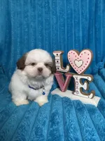 Nicky , a male Shih Tzu for sale in Cape Coral, FL – Photo 2 of 8