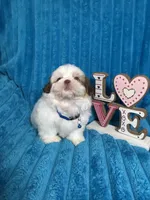 Nicky , a male Shih Tzu for sale in Cape Coral, FL – Photo 8 of 8