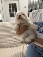 Nicky, a male Shih Tzu for sale in Cape Coral, FL – 4 of 10