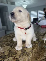 Willie, a male Golden Retriever for sale in Cape Coral, FL – 4 of 4