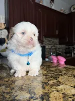 Nicky, a male Shih Tzu for sale in Cape Coral, FL – 8 of 8
