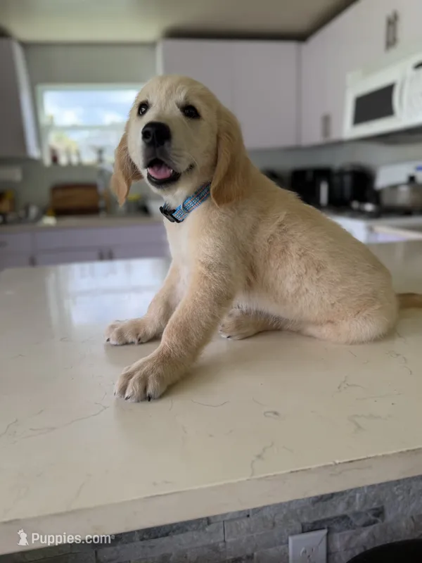 Dantes  – Golden Retriever puppy for sale in Cape Coral, FL