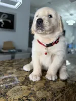 Willie, a male Golden Retriever for sale in Cape Coral, FL – 2 of 4