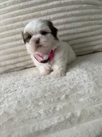 Yoly, a female Shih Tzu for sale in Cape Coral, FL – 6 of 8