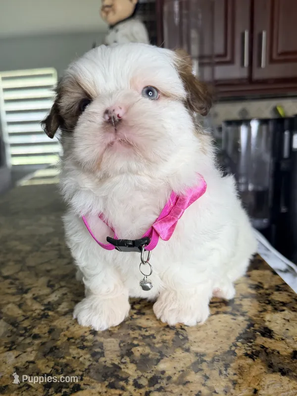Yoly – Shih Tzu puppy for sale in Cape Coral, FL