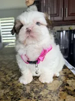Yoly, a female Shih Tzu for sale in Cape Coral, FL – 1 of 8