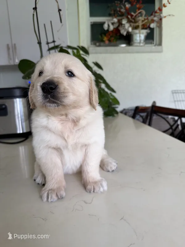 Sassy – Golden Retriever puppy for sale in Cape Coral, FL