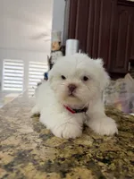 Nicky, a male Shih Tzu for sale in Cape Coral, FL – 6 of 10