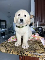 Max, a male Golden Retriever for sale in Cape Coral, FL – 10 of 10