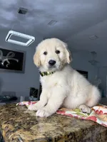 Max, a male Golden Retriever for sale in Cape Coral, FL – 4 of 10