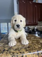 Max, a male Golden Retriever for sale in Cape Coral, FL – 7 of 10