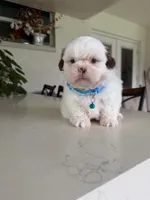 Nicky, a male Shih Tzu for sale in Cape Coral, FL – 4 of 8