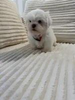 Nicky, a male Shih Tzu for sale in Cape Coral, FL – 2 of 10