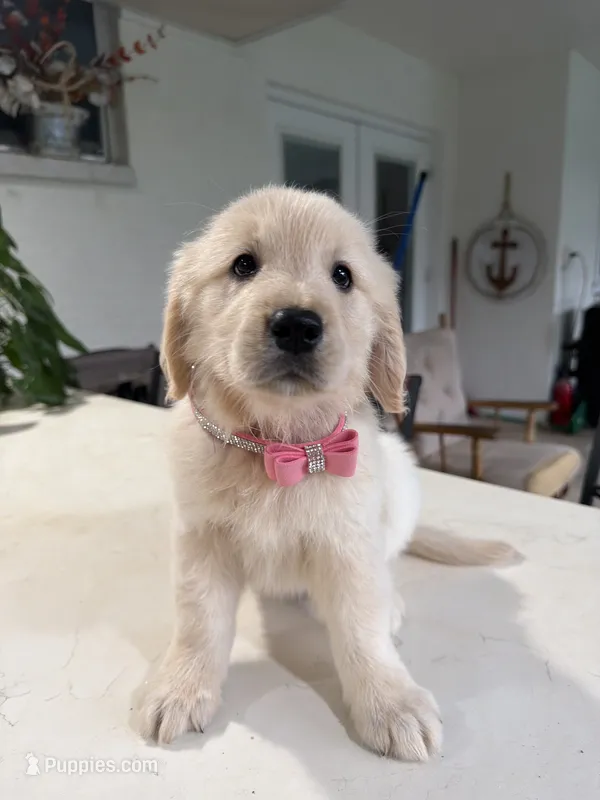 Amber – Golden Retriever puppy for sale in Cape Coral, FL