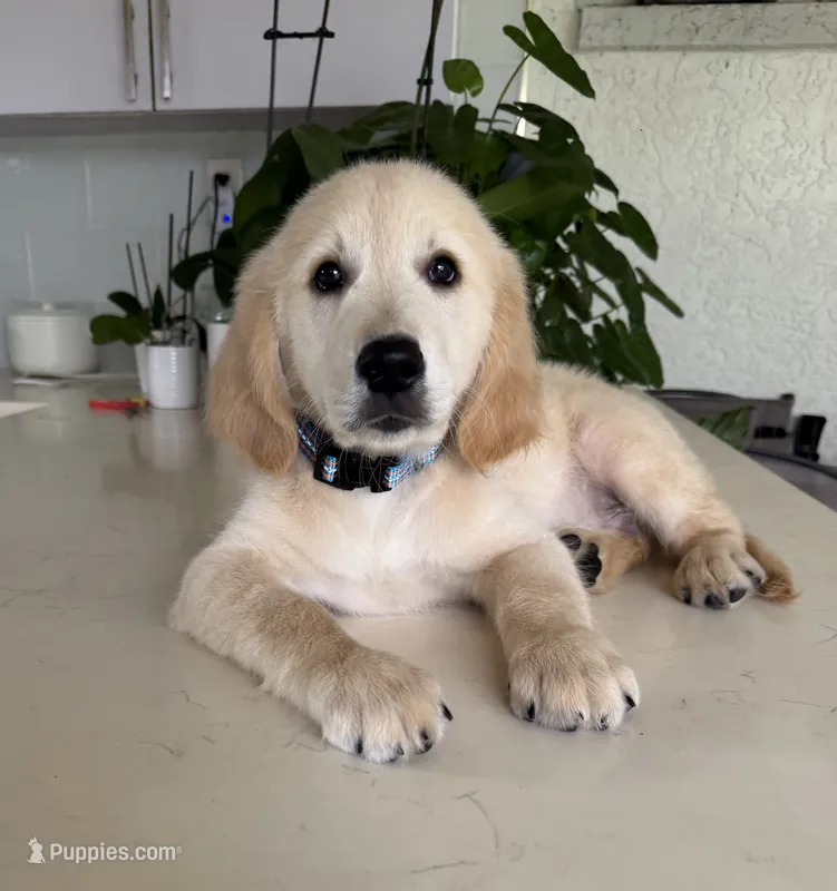 Dantes  – Golden Retriever puppy for sale in Cape Coral, FL