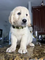 Max, a male Golden Retriever for sale in Cape Coral, FL – 6 of 10