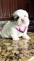 Yoly, a female Shih Tzu for sale in Cape Coral, FL – 3 of 8
