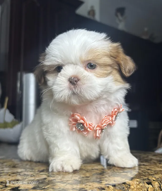 Malu – Shih Tzu puppy for sale in Cape Coral, FL