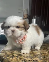 Malu, a female Shih Tzu for sale in Cape Coral, FL – Photo 3 of 6