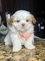 Malu, a female Shih Tzu for sale in Cape Coral, FL – Photo 2 of 6