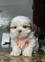 Malu, a female Shih Tzu for sale in Cape Coral, FL – Photo 4 of 6