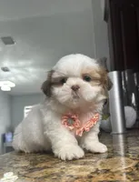 Malu, a female Shih Tzu for sale in Cape Coral, FL – Photo 5 of 6