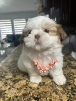 Malu, a female Shih Tzu for sale in Cape Coral, FL – Photo 6 of 6