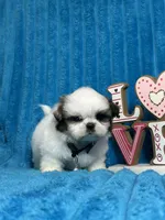 Nicko, a male Shih Tzu for sale in Cape Coral, FL – Photo 5 of 8