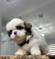 Nicko, a male Shih Tzu for sale in Cape Coral, FL – Photo 2 of 8