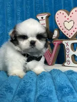 Nicko, a male Shih Tzu for sale in Cape Coral, FL – Photo 7 of 8