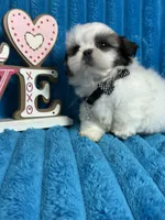Nicko, a male Shih Tzu for sale in Cape Coral, FL – Photo 4 of 8