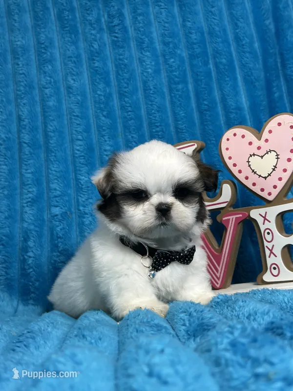 Nicko – Shih Tzu puppy for sale in Cape Coral, FL