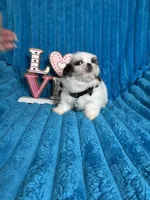 Nicko, a male Shih Tzu for sale in Cape Coral, FL – Photo 8 of 8