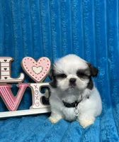 Nicko, a male Shih Tzu for sale in Cape Coral, FL – Photo 3 of 8