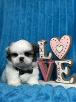 Nicko, a male Shih Tzu for sale in Cape Coral, FL – Photo 6 of 8