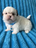 Nicky, a male Shih Tzu for sale in Cape Coral, FL – 6 of 8