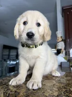 Max, a male Golden Retriever for sale in Cape Coral, FL – 1 of 10