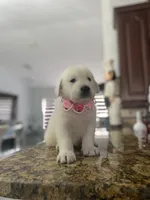 Sassy , a female Golden Retriever for sale in Cape Coral, FL – 2 of 4