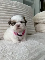 Yoly, a female Shih Tzu for sale in Cape Coral, FL – 7 of 8