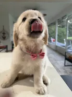 Amber, a female Golden Retriever for sale in Cape Coral, FL – 5 of 5