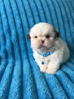 Nicky, a male Shih Tzu for sale in Cape Coral, FL – 3 of 8
