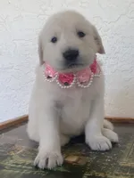 Sassy , a female Golden Retriever for sale in Cape Coral, FL – 4 of 4